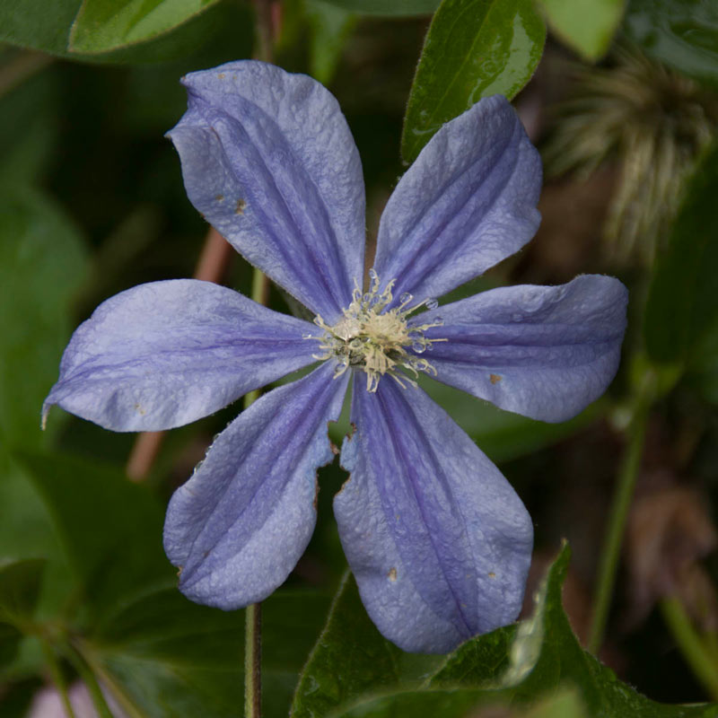 Clematis Arabella - Buy Clematis Vines