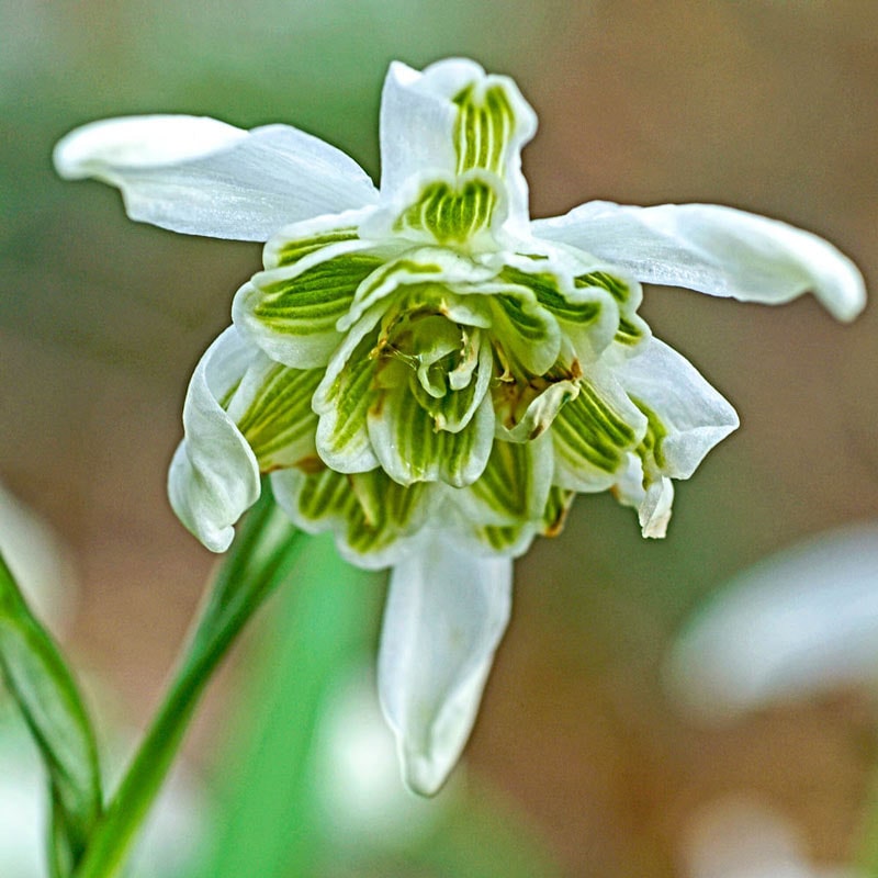 Flore Pleno Double Snowdrop - Shop Snowdrops