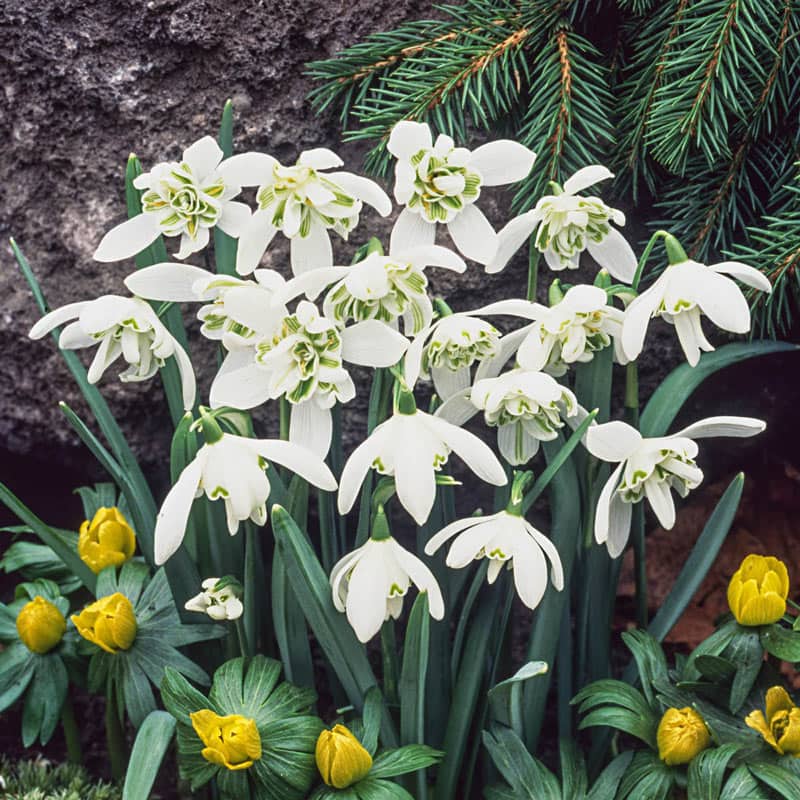 Flore Pleno Double Snowdrop - Shop Snowdrops