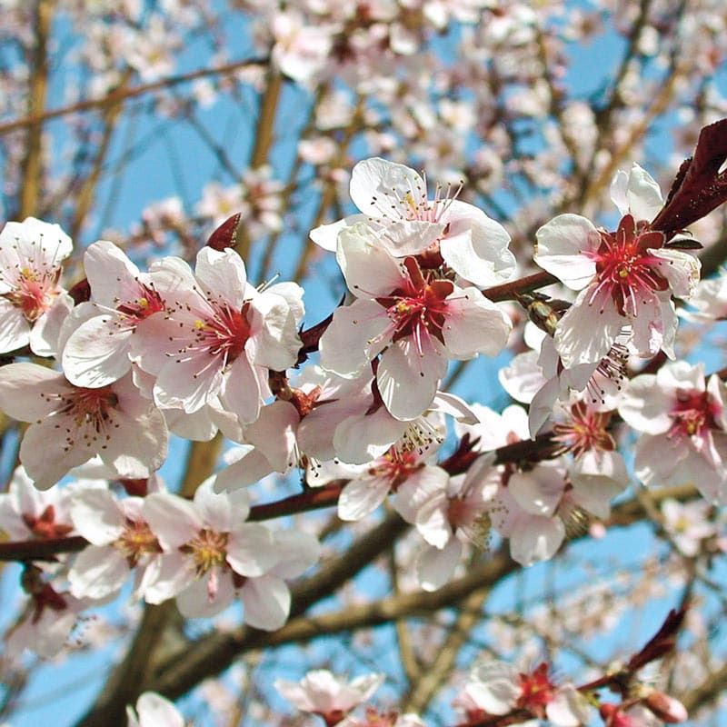 Flat Wonderful Peach Tree - Buy Fruit Trees