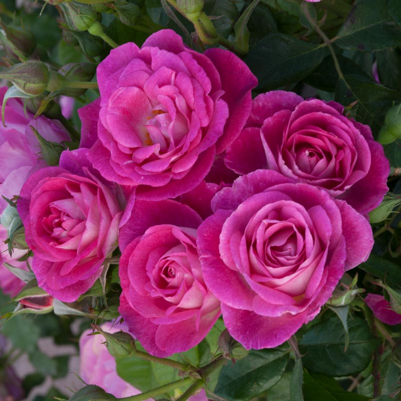 Easy to Please Rose - Shop Tree Roses