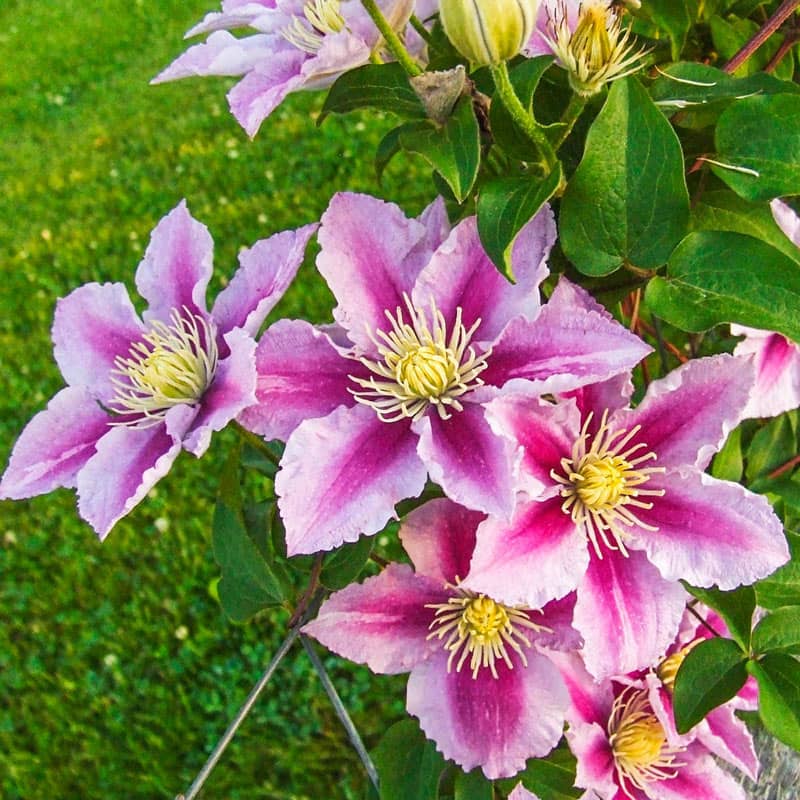 Piilu Clematis