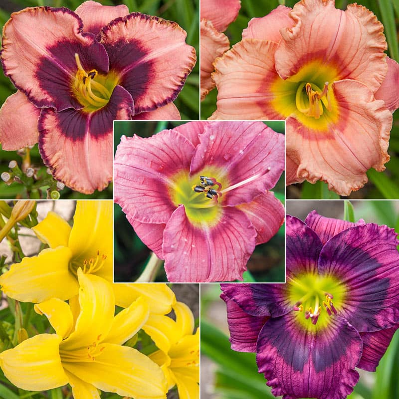 Reblooming Daylily Classic Collection - Buy Daylilies