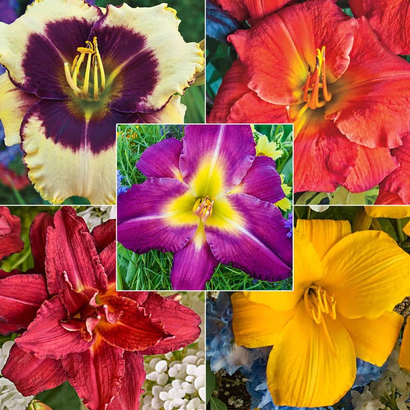 Reblooming Daylily Select Collection - Buy Daylilies