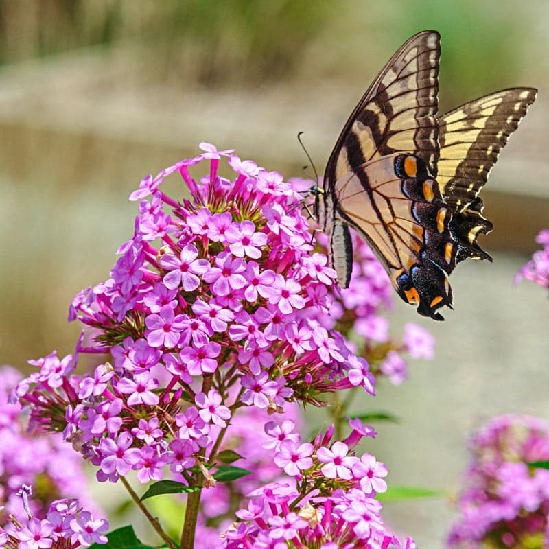 Tall Phlox Jeana