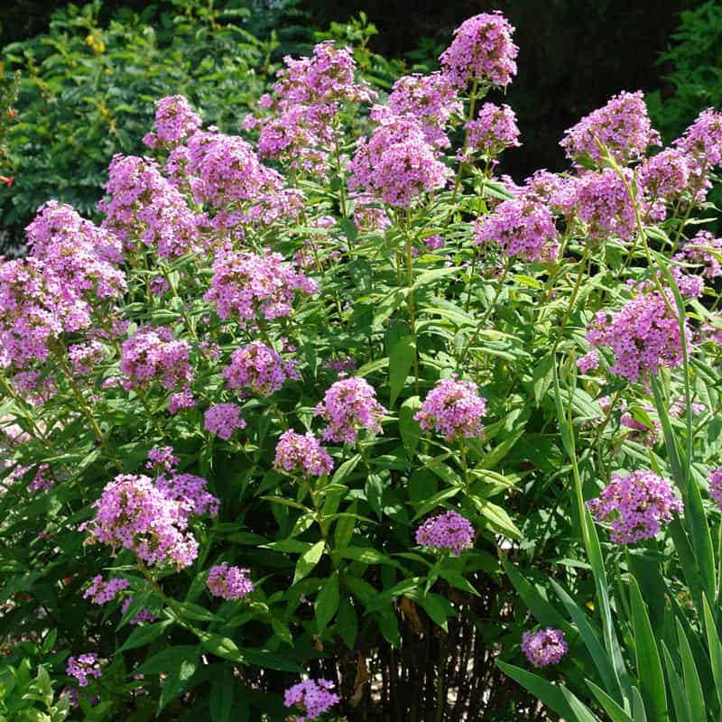 Tall Phlox Jeana