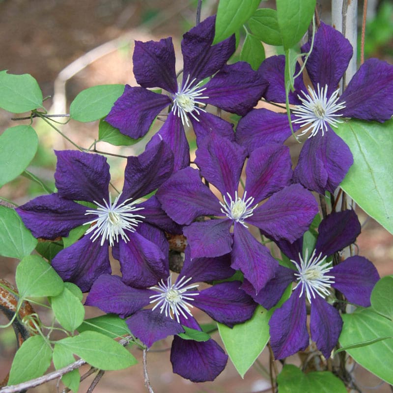 Etoile Violette Clematis – Wall of Flowers