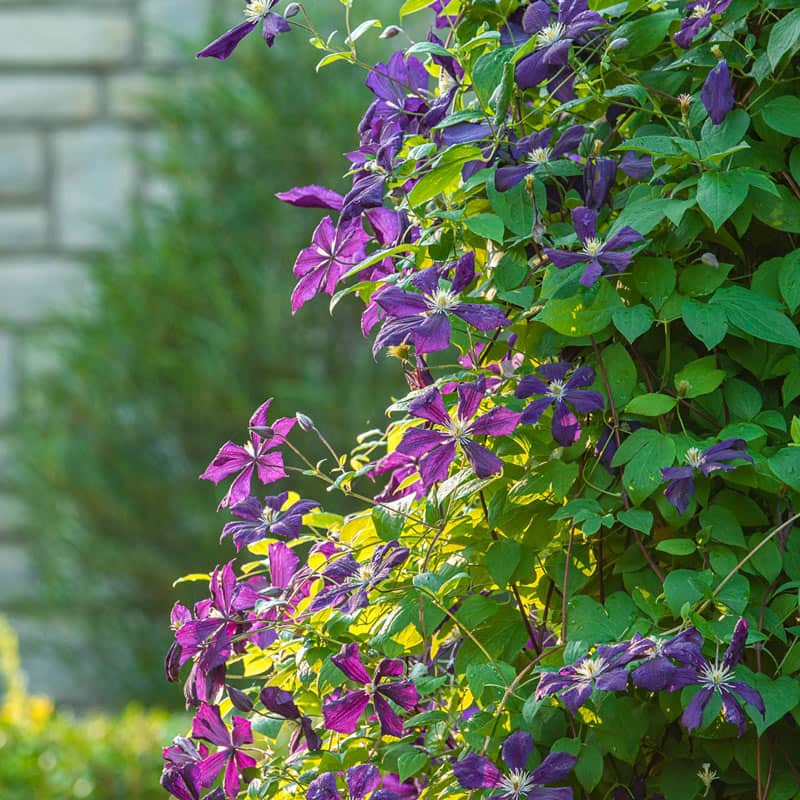 Etoile Violette Clematis – Wall of Flowers