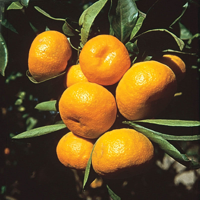 Citrus Cleopatra Mandarin Tree - Shop Citrus Trees