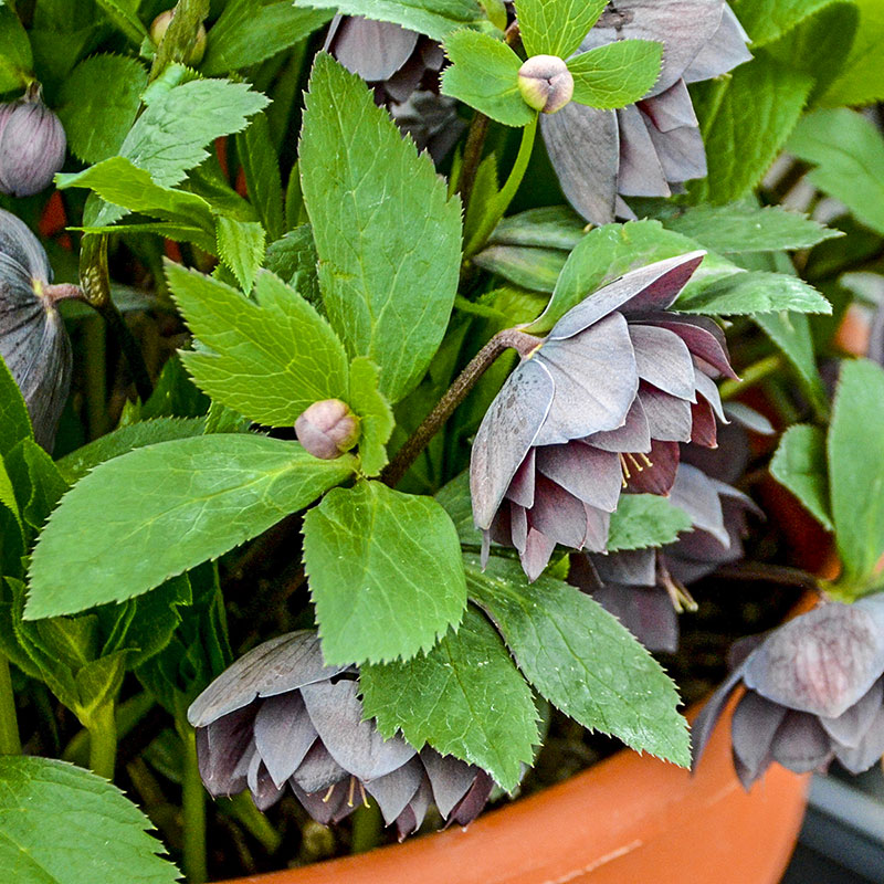 Dashing Groomsmen Lenten Rose