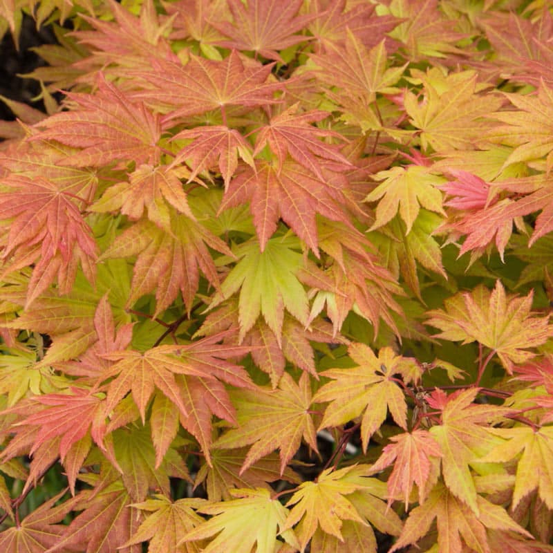 Autumn Moon Japanese Maple