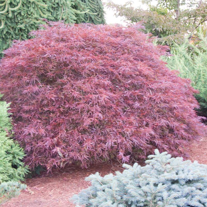 Red Dragon Japanese Maple