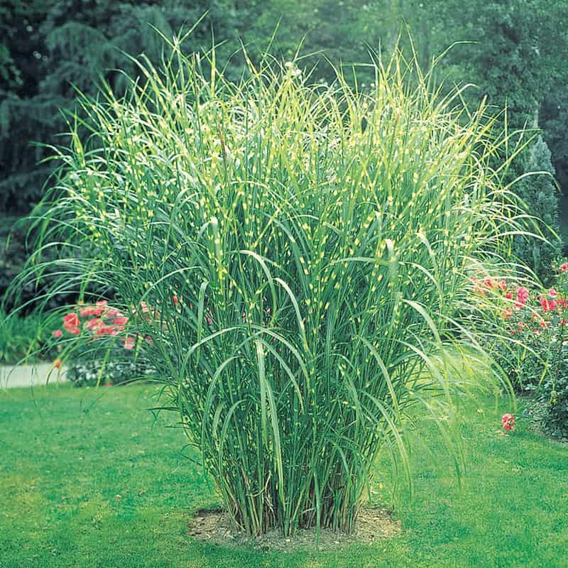 Zebra Grass For Sale - Zebra Ornamental Grass