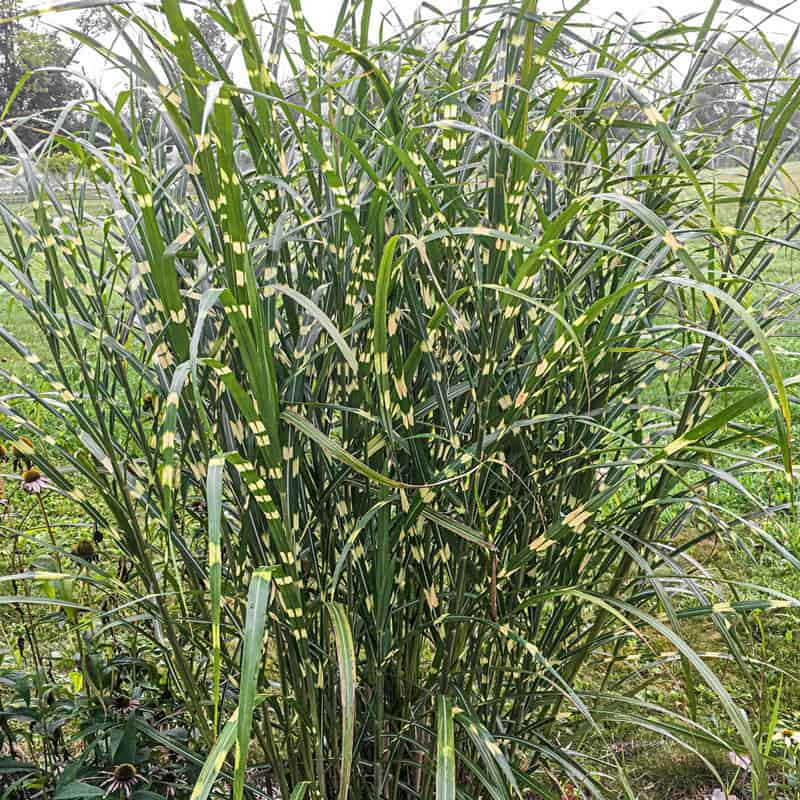 Zebra Grass For Sale - Zebra Ornamental Grass