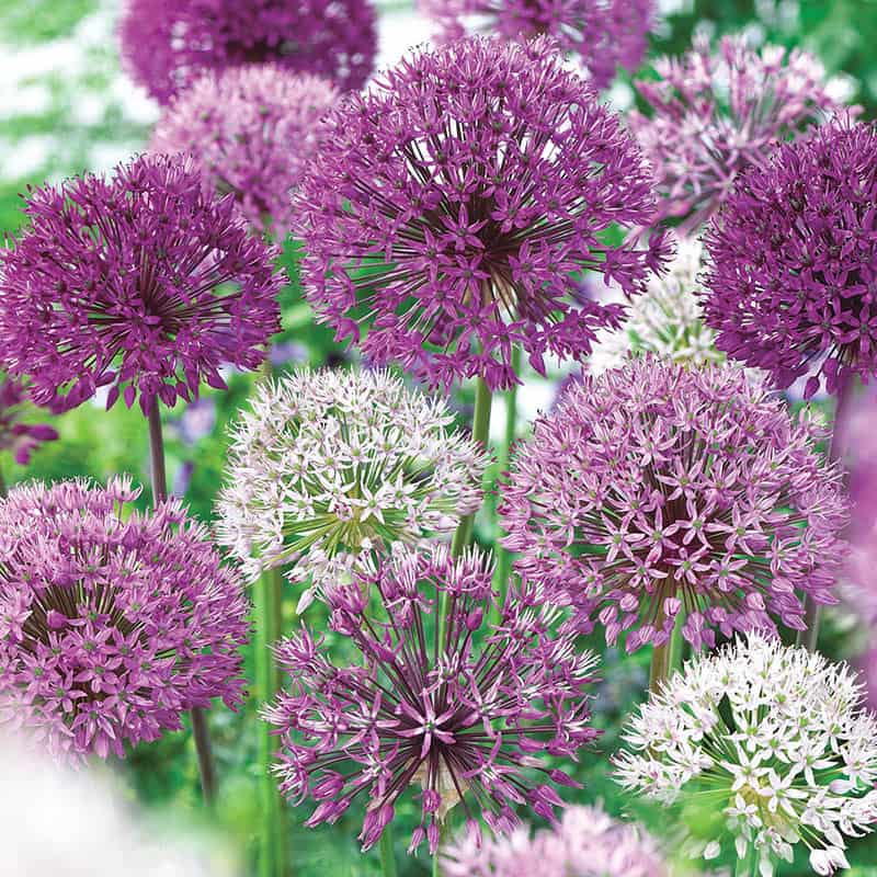 Buy Giant Mixed Allium Super Bag