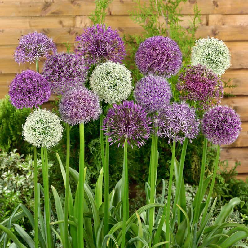 Buy Giant Mixed Allium Super Bag