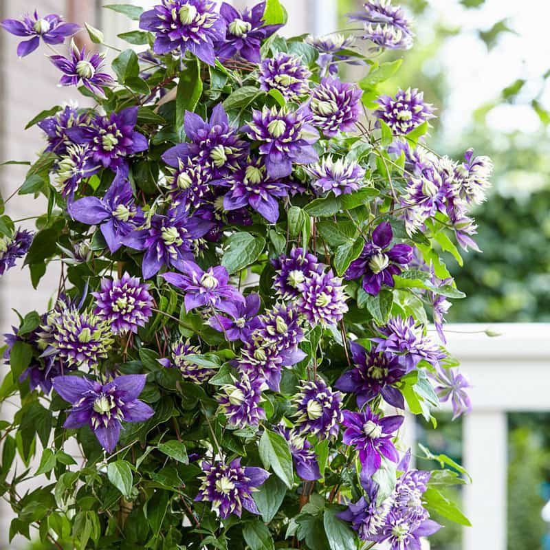 Taiga Clematis