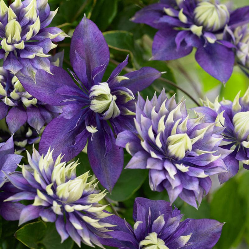 Taiga Clematis