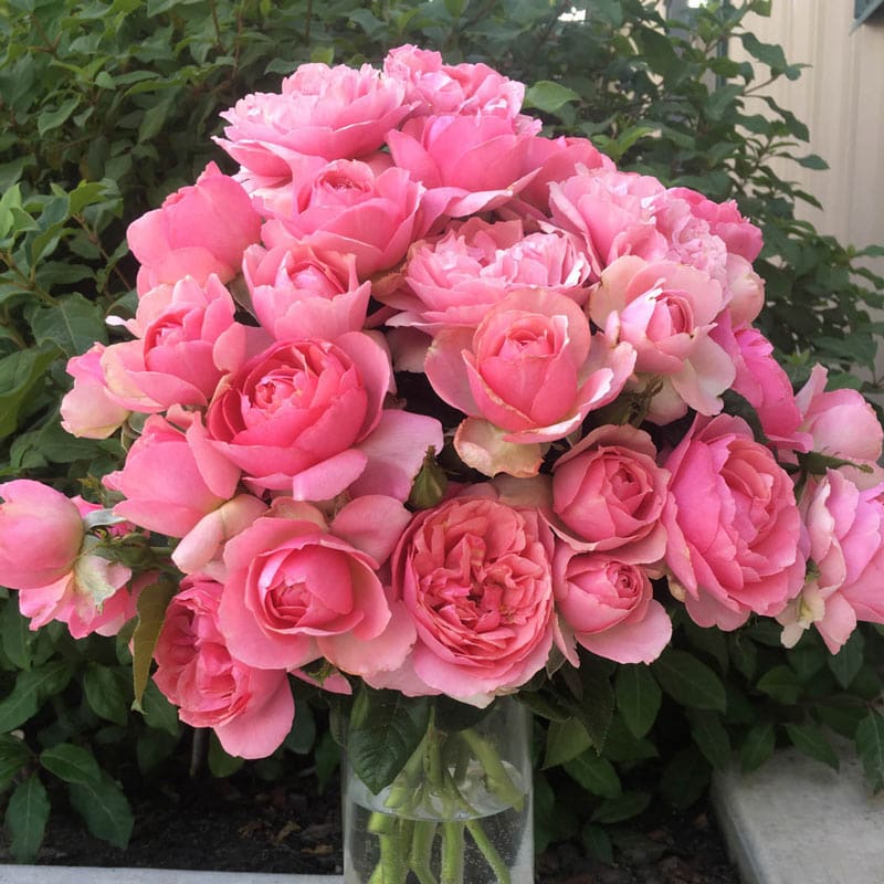 All Dressed Up Rose - Buy Grandiflora Roses