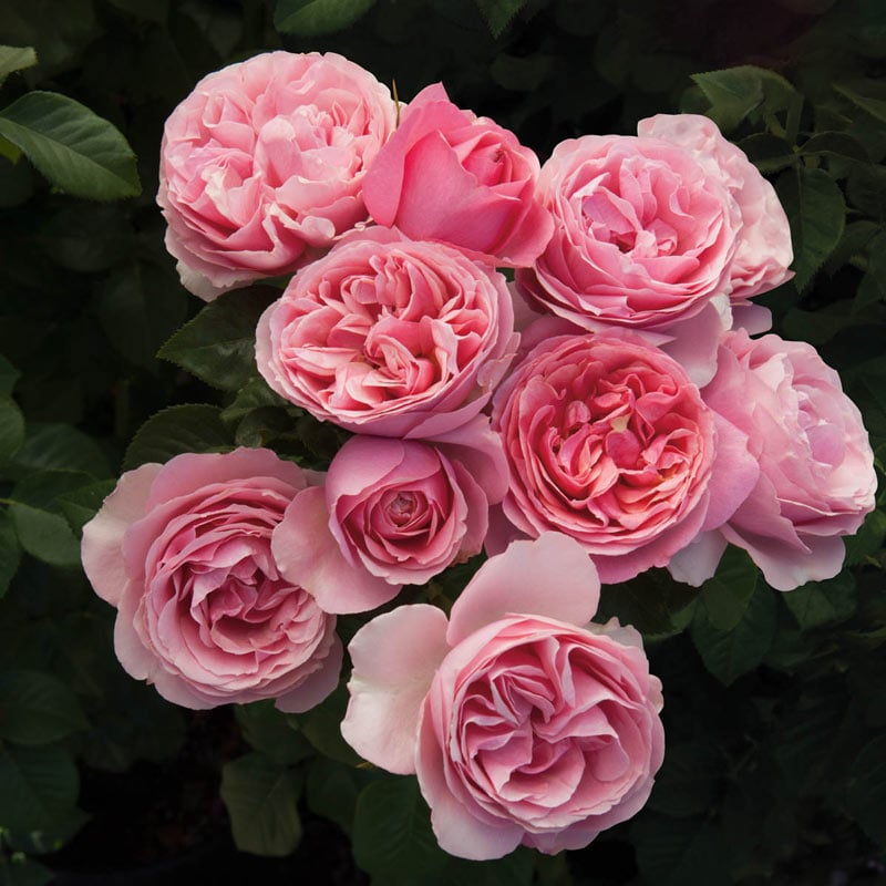 All Dressed Up Rose - Buy Grandiflora Roses