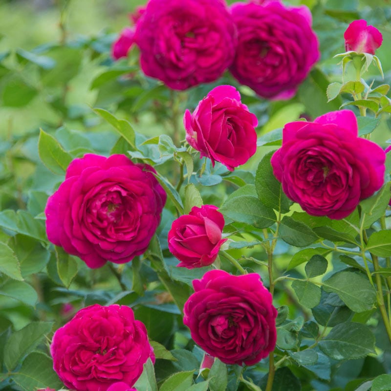 Celestial Night Floribunda Rose - Buy Roses