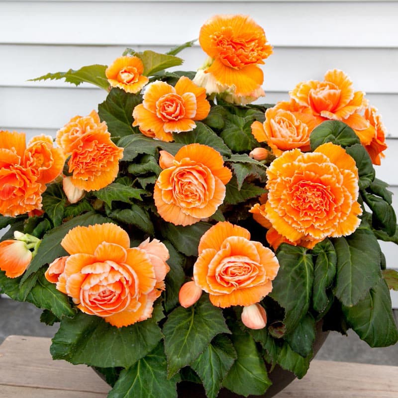 Lace Apricot Begonia - Bulbs