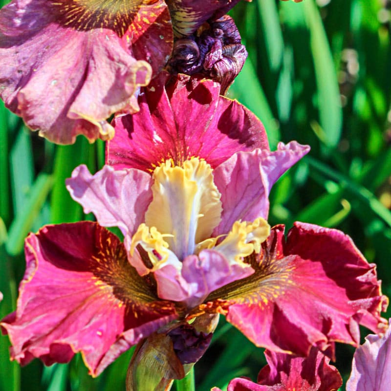 Cherry Fling Siberian Iris