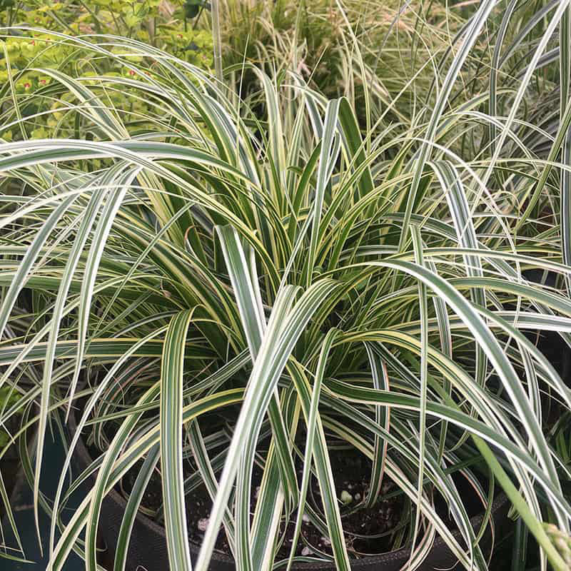 Feather Falls Sedge – Perennials