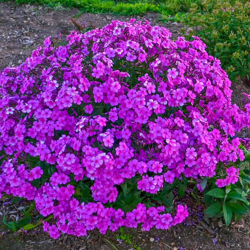 Cloudburst Phlox – Mildew resistant