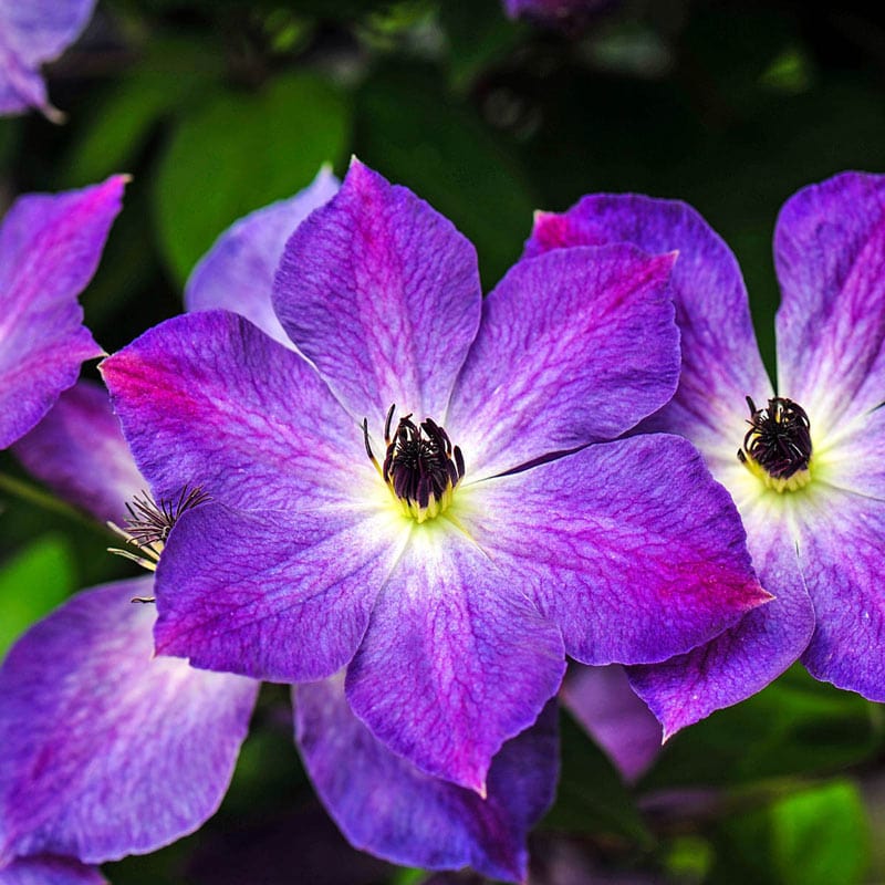 Cloudburst Clematis