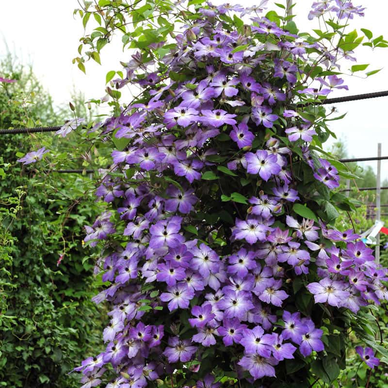 Cloudburst Clematis