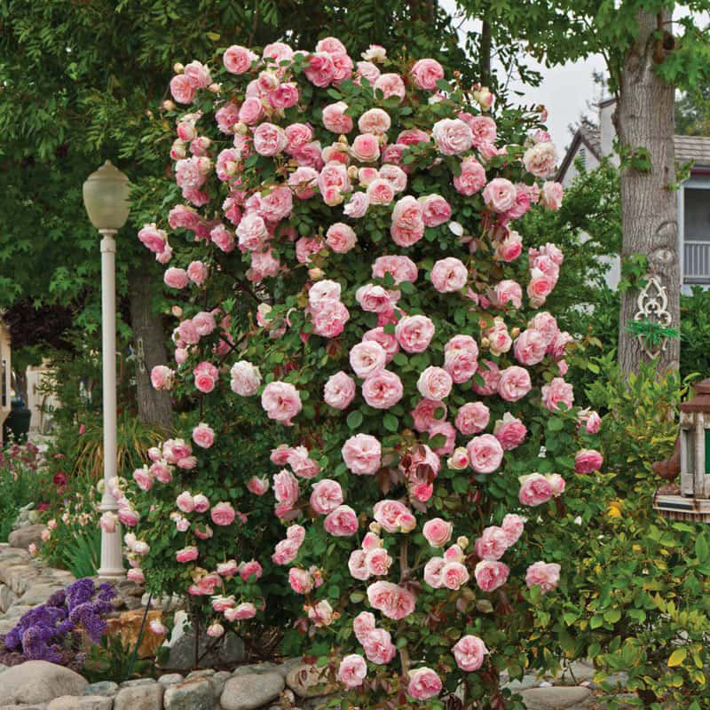 Pearly Gates Climbing Rose - Climbing Roses for Sale