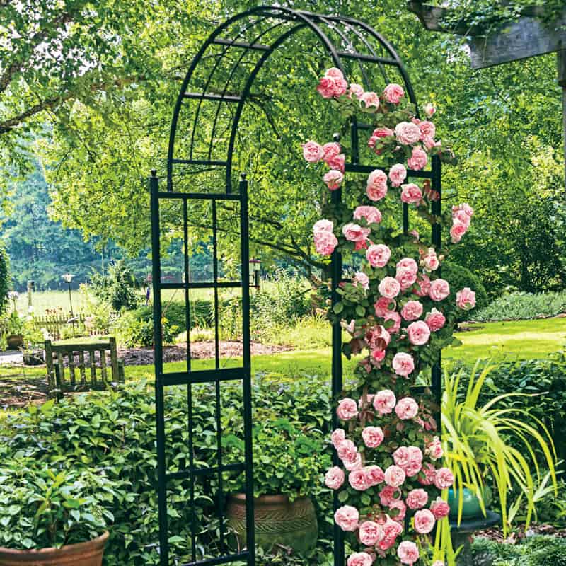 Pearly Gates Climbing Rose - Climbing Roses for Sale