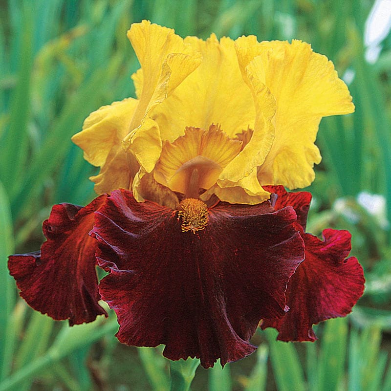 Kathy Chilton Reblooming Bearded Iris