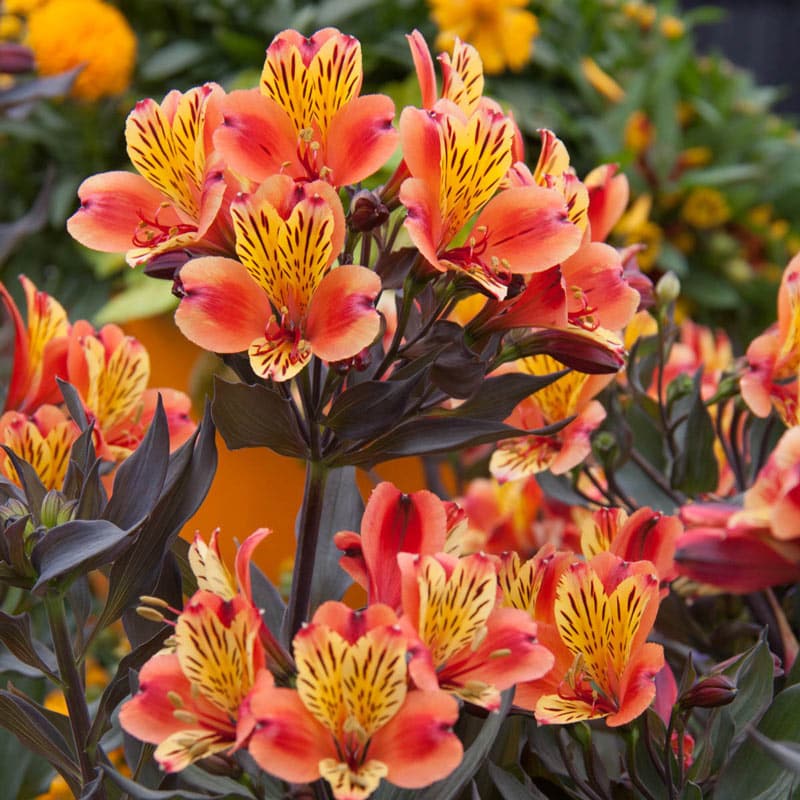 Indian Summer Peruvian Lily