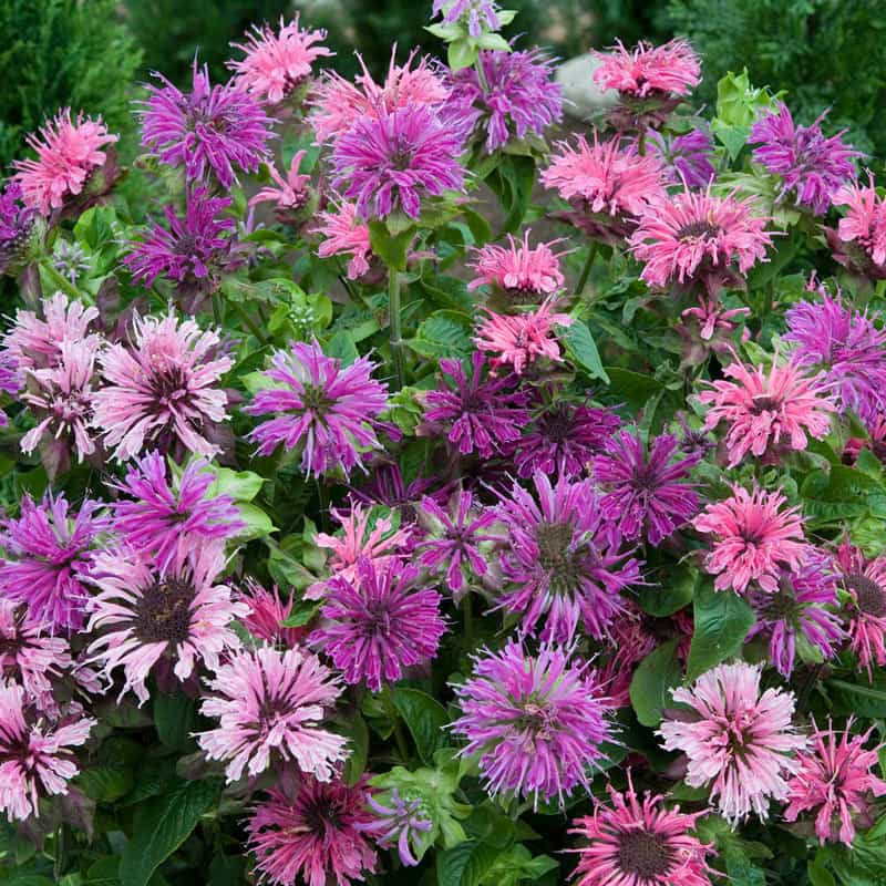 Bee Balm Mix - Bee Balm Plants For Sale