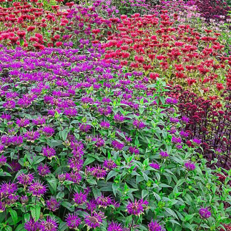 Bee Balm Mix - Bee Balm Plants For Sale