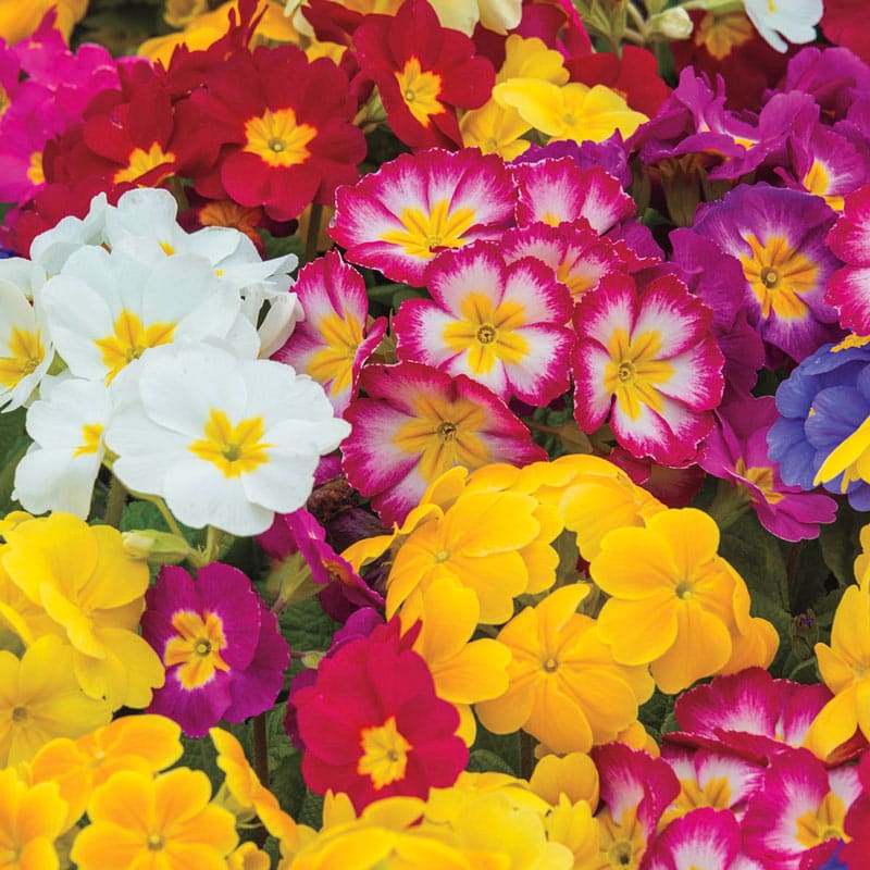 Buy Hardy English Primrose