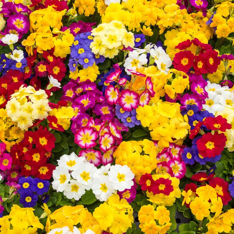 Buy Hardy English Primrose