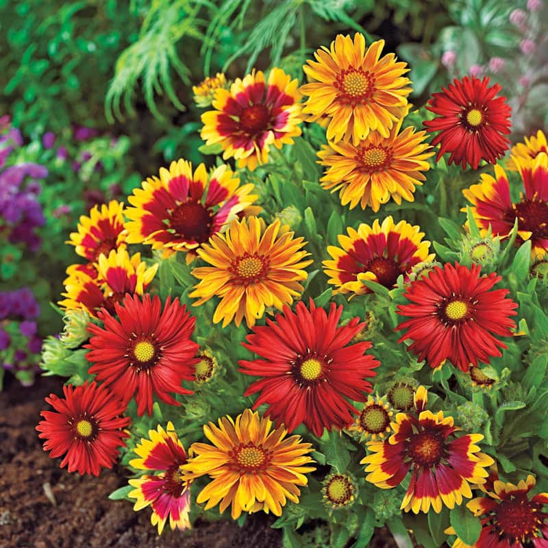 Buy Mixed Gaillardia Border