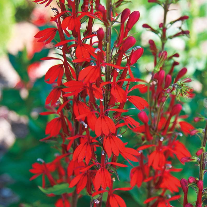 Buy Cardinal Flower