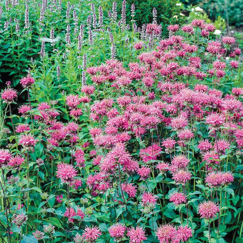 Pink Monarda