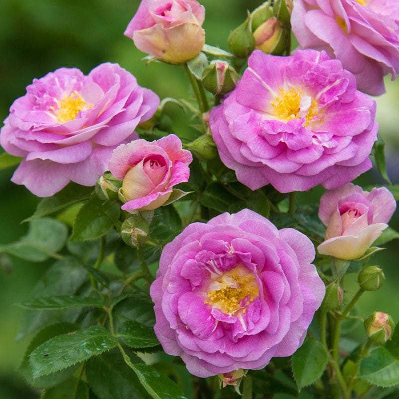 Arctic Blue Rose - Buy Floribunda Roses