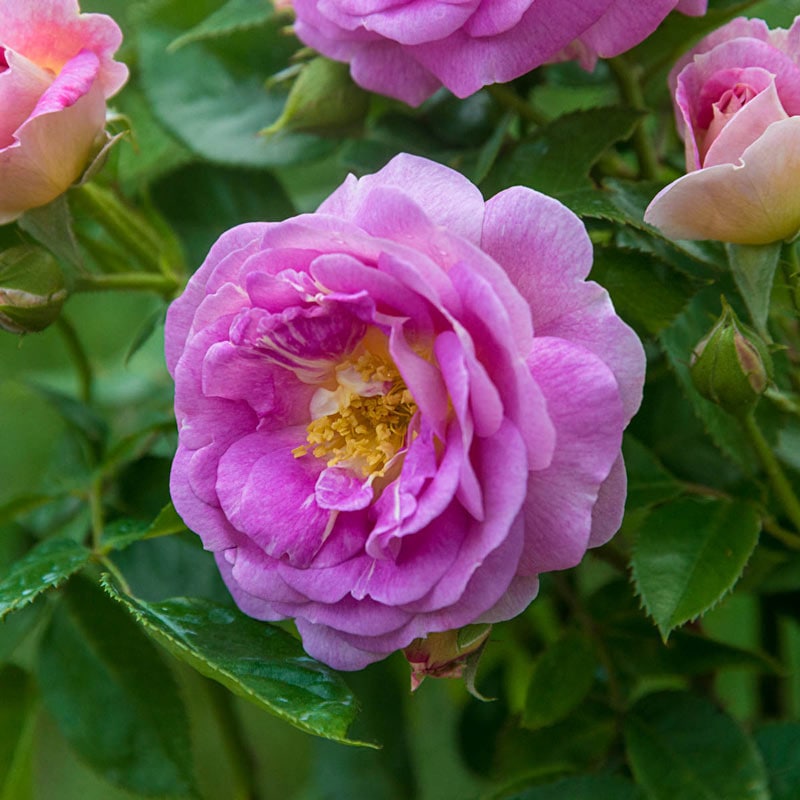 Arctic Blue Rose - Buy Floribunda Roses