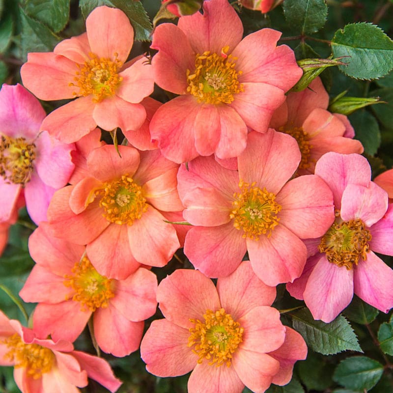 Sunset Happy Trails Groundcover Rose