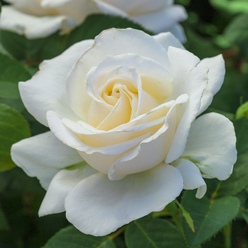 Easy Spirit Floribunda – Roses