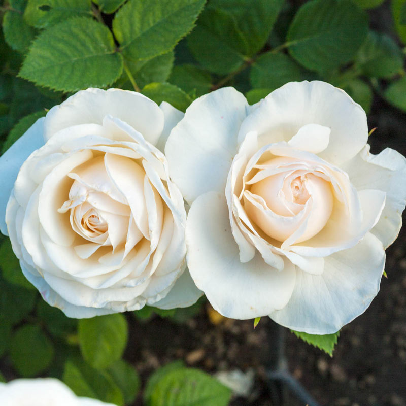 Easy Spirit Floribunda – Roses