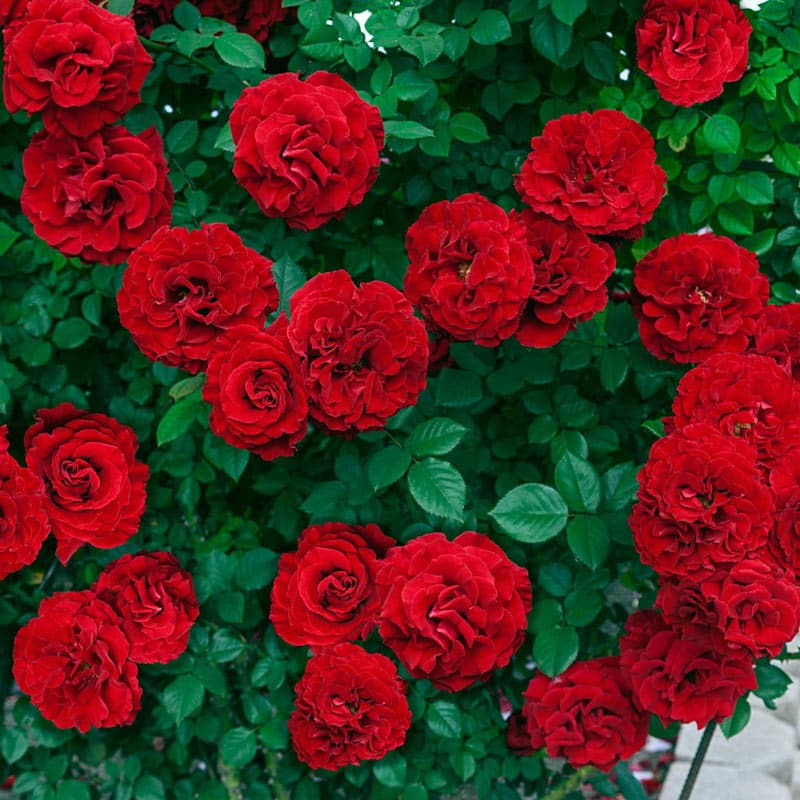 Lady in Red Climbing Rose – Roses