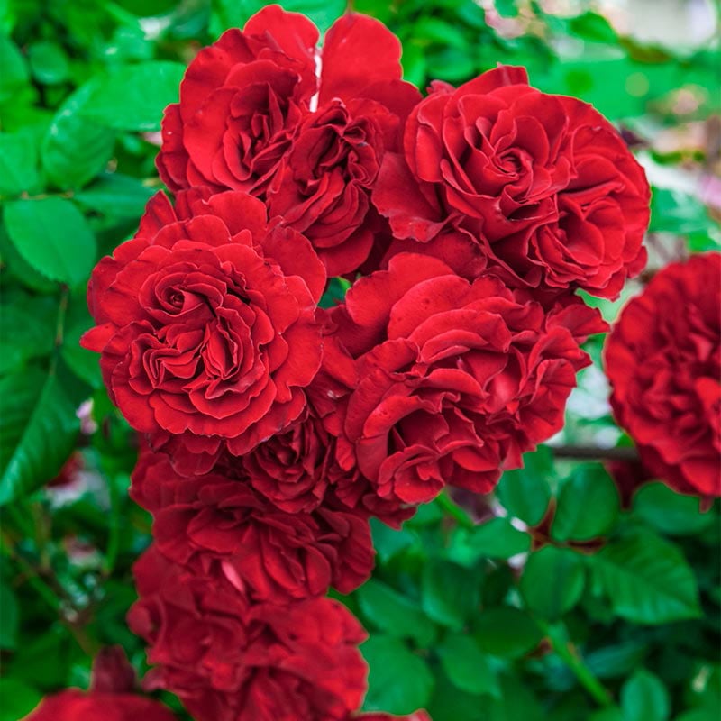 Lady in Red Climbing Rose – Roses