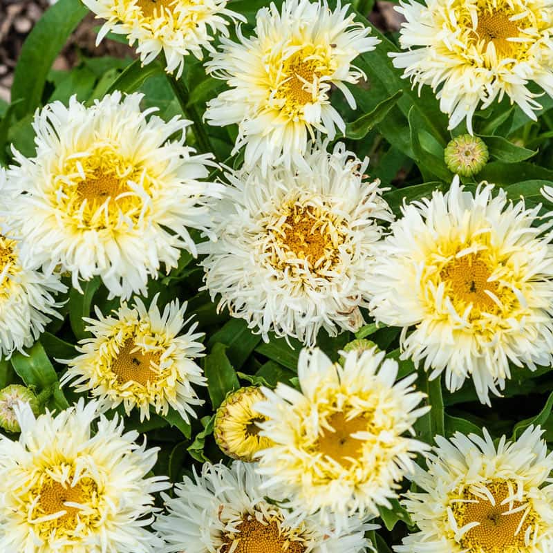 Coconut Leucanthemum - Shasta Daisy